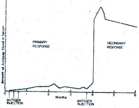 Figure 1: An illustration of the ′recall′ or ′anamnestic phenomenon′ in antibody production