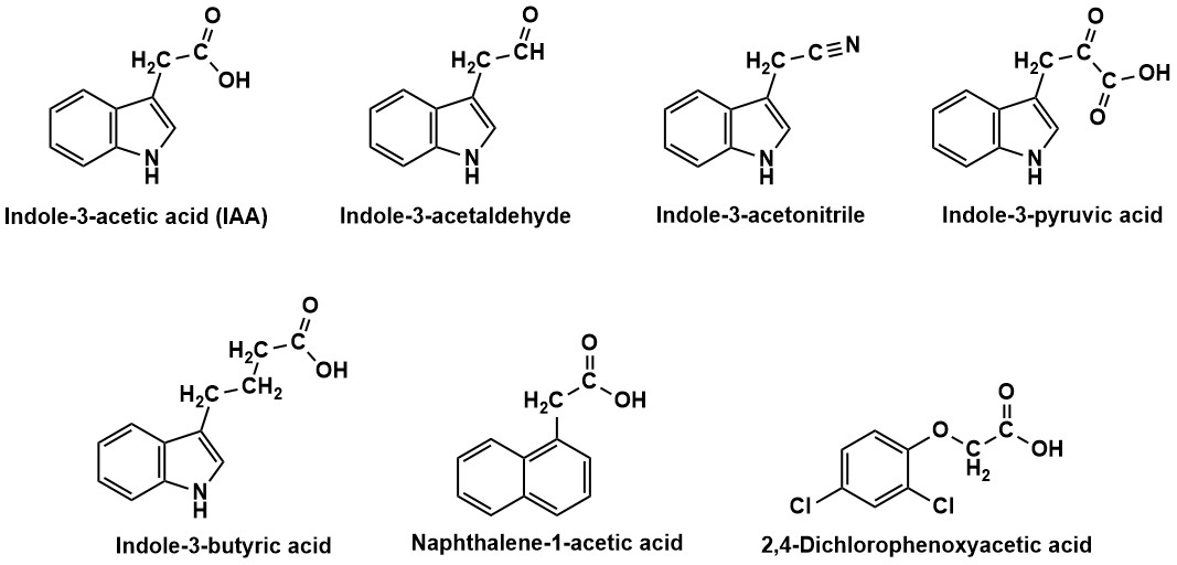 Figure 1: Natural and synthetic auxins.