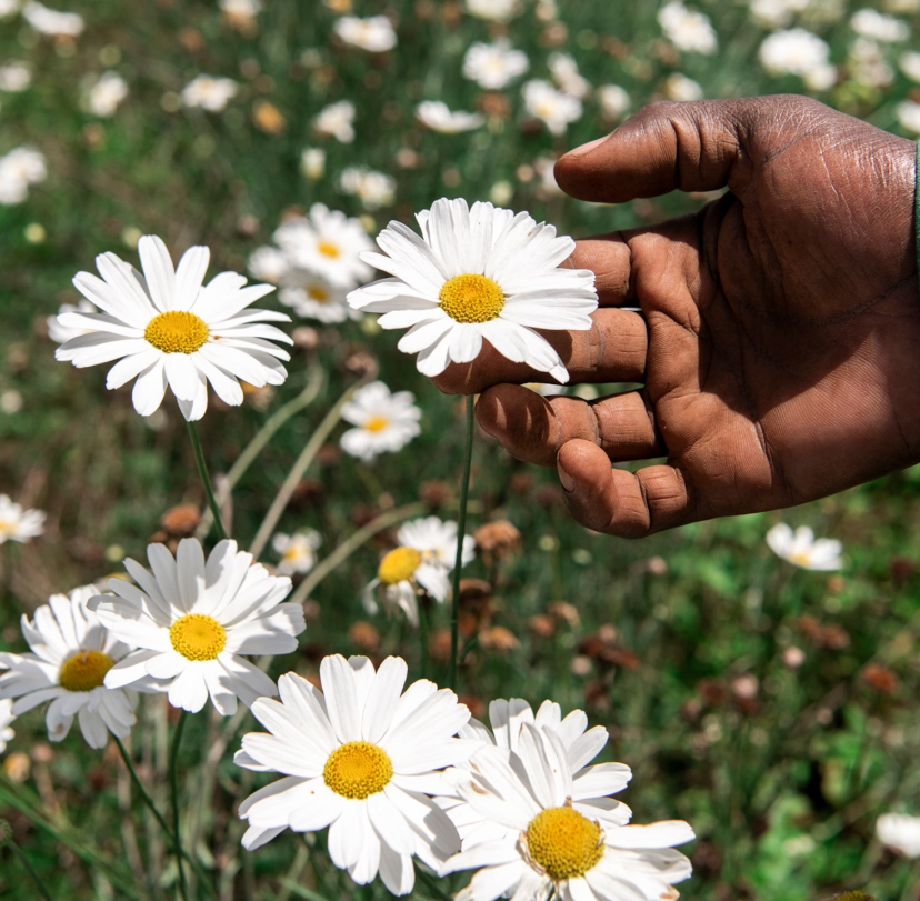 Figure 1: Pyrethrum flower-heads