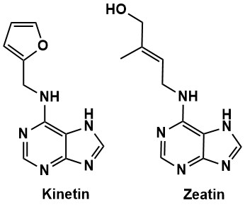 Figure 4: Cytokinins